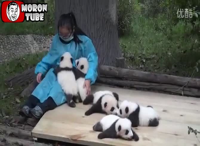 Video :The position that everyone desires - The monthly cost of keeping baby pandas is &euro;2,500